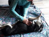 Masseuse animalier et humains