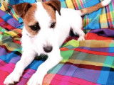 Les terriers & Co de Gaya_Affixe des Puppies de Madras