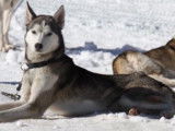 Du Domaine De Mi-loup