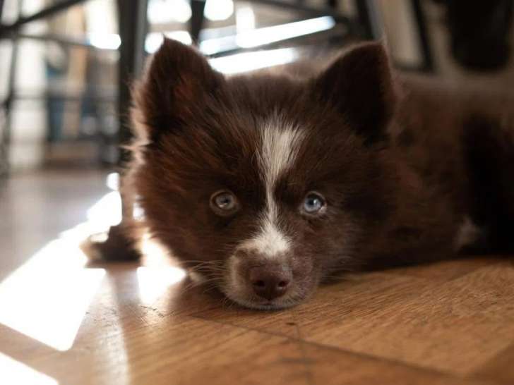 Happy Pomsky 76