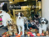 Au bonheur des chiens