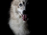 Pomsky Les Perles d'Alsace