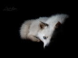 Pomsky Les Perles d'Alsace