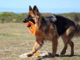 Appren'Ty Chien