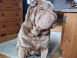 Au Domain'Canin
