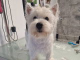 Au Domain'Canin