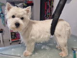 Au Domain'Canin