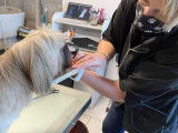 Au Domain'Canin