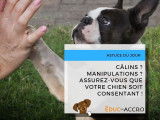 "Consentement du chien dans les manipulations". Article à retrouver sur https://educ-accro.fr/news