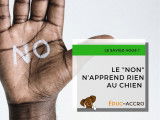 "Le non n'apprend rien au chien". Article à retrouver sur https://educ-accro.fr/news