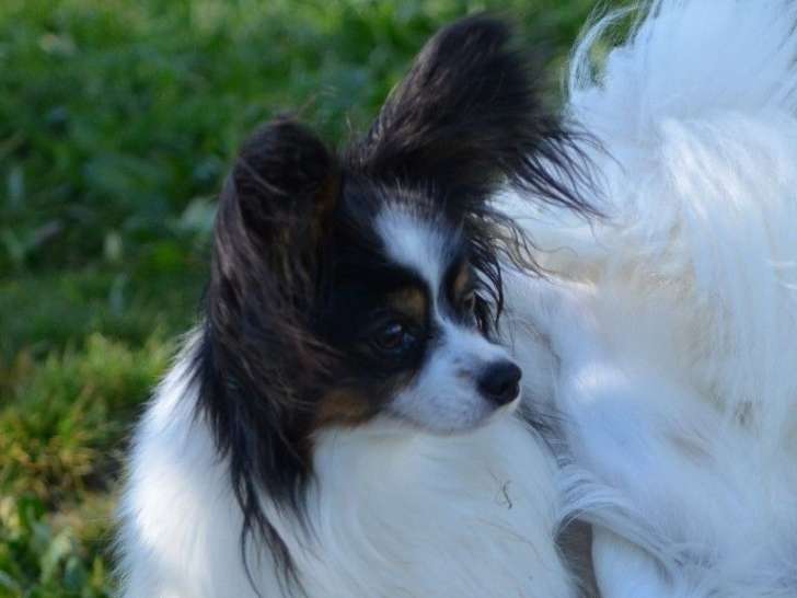 Des plaines du Minervois