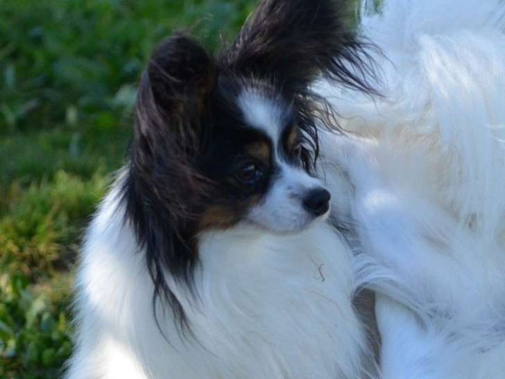 Des plaines du Minervois