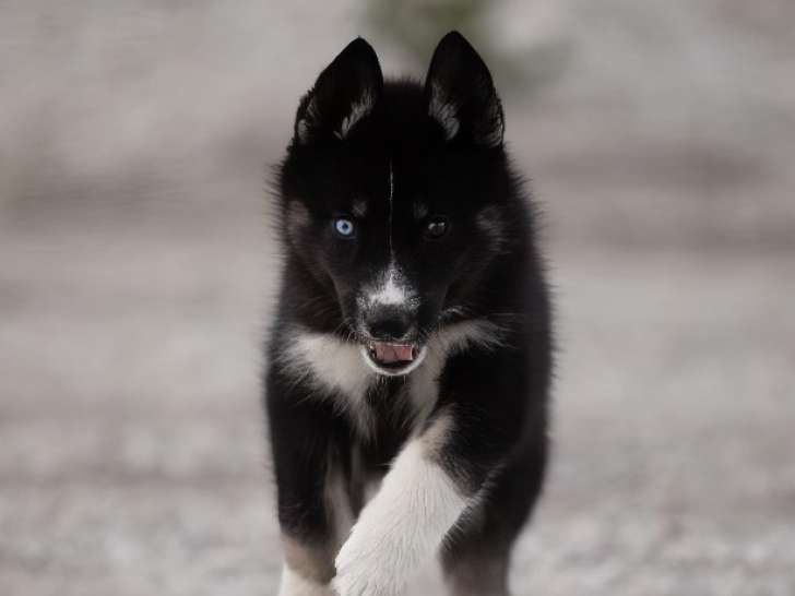 Légendary White Fang
