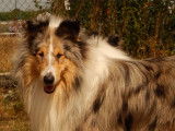 Kër Collies Breizh