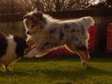 Kër Collies Breizh
