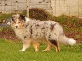 Kër Collies Breizh