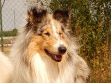 Kër Collies Breizh