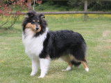 Kër Collies Breizh