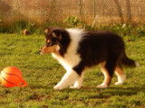 Kër Collies Breizh