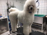 Dog Star