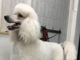 Dog Star