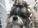 Dog Star