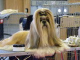 Dog Star