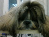 Dog Star