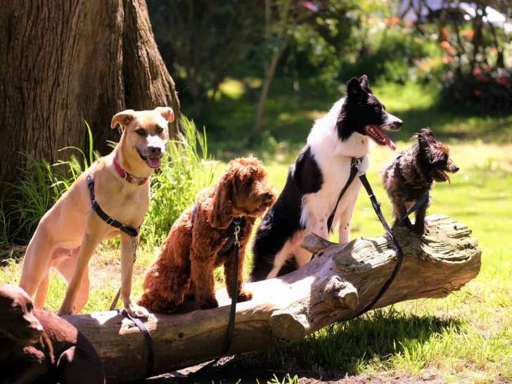 Prestige Canin