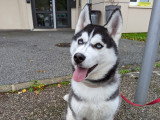 Prestige Canin