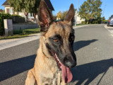 Prestige Canin