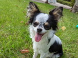 Prestige Canin