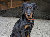 Prestige Canin