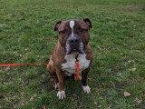 Prestige Canin