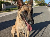 Prestige Canin