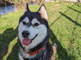 Prestige Canin