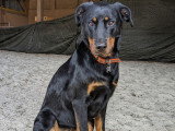 Prestige Canin