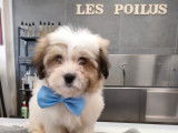 Les Poilus
