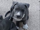 KD Blue Amstaff