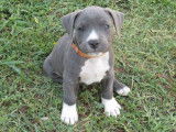 KD Blue Amstaff