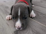 KD Blue Amstaff