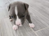 KD Blue Amstaff