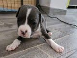 KD Blue Amstaff
