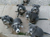 KD Blue Amstaff