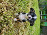 Thor disponible de suite né le 09 mars 2022. Il est pucé et vacciné attend sa super famille!!! N'hésitez pas à me contacter si intéressé. Les tarifs sont sur mon site