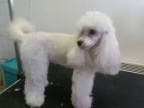 Relook Toutou