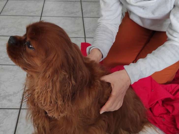 massage canin avec Ivane
