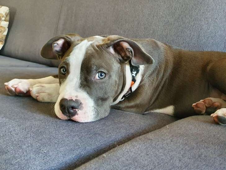 Des Chiens et des Hommes