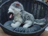 O'p'tit loulou