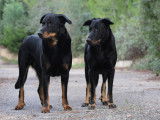 Jack du Grand Buëch et Léa des Gardiens de Rome